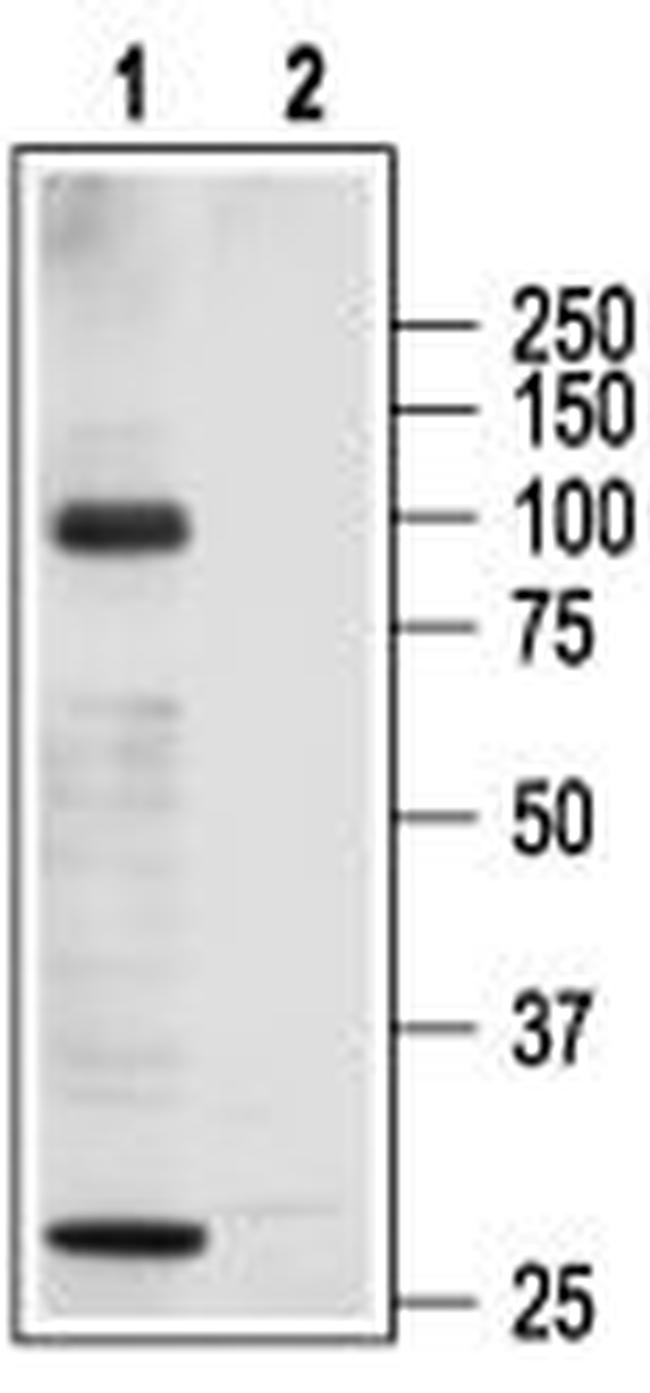 TRPC3 ANTIBODY