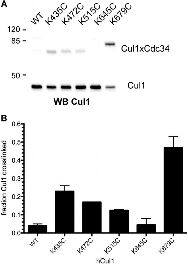 CULLIN 1 2H4C9 MAB