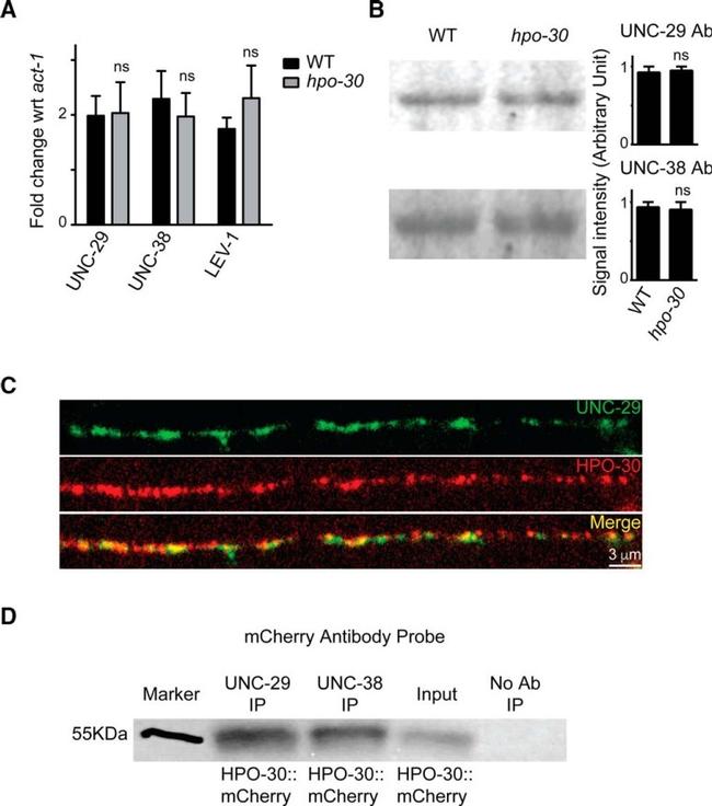 MCHERRY RAT MONOCLONALANTIBODY