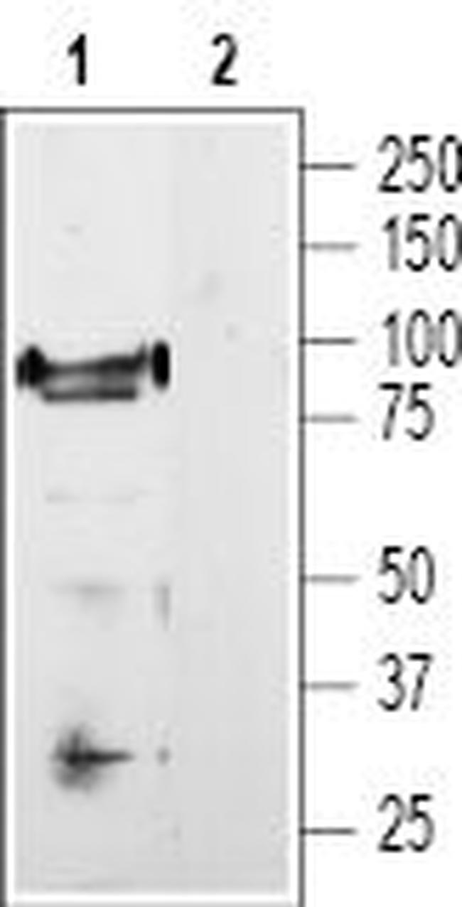 TRPV1 (VR1) ANTIBODY