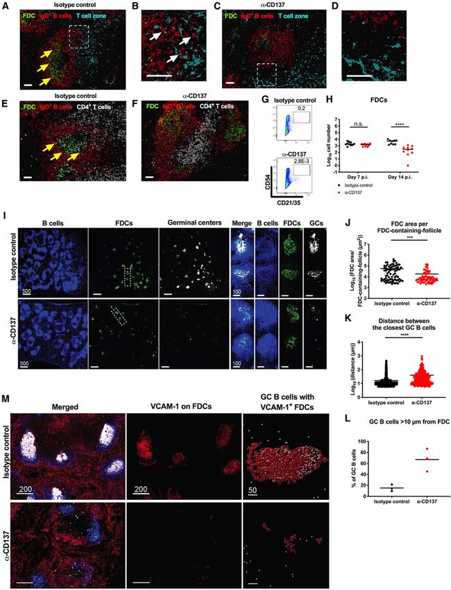 MCHERRY RAT MONOCLONALANTIBODY
