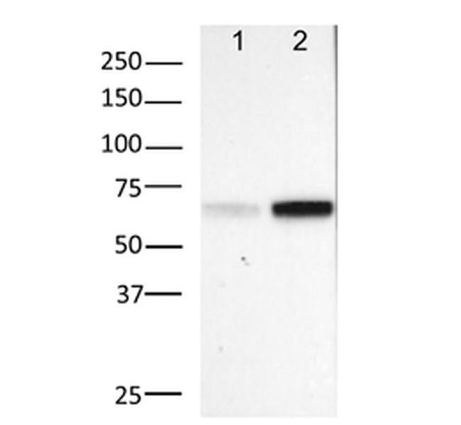 PHOSPHO-NFKB P65 SER529 MAB