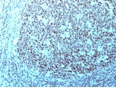 NUCLEOLIN (MARKER OF HUMAN CEL