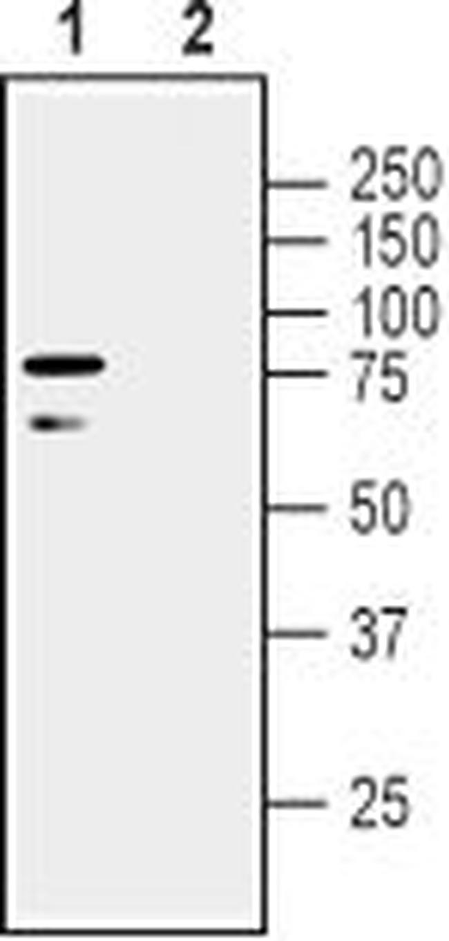LINGO-1 (EXTRACELLULAR) ANTIBO