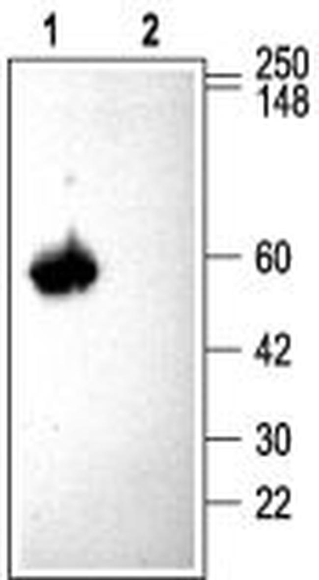 CACNB3 ANTIBODY