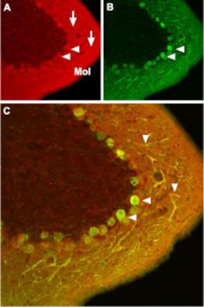 CAV1.2 (CACNA1C) ANTIBODY