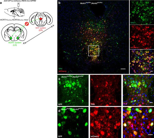 MCHERRY RAT MONOCLONALANTIBODY