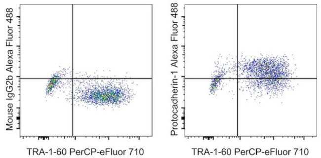 HU PCDH1 CSTEM31 AF488 MAB