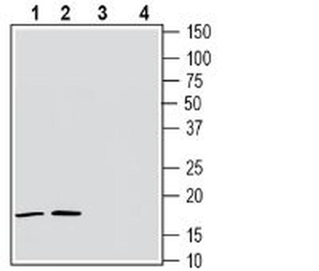ALPHA-SYNUCLEIN ANTIBODY