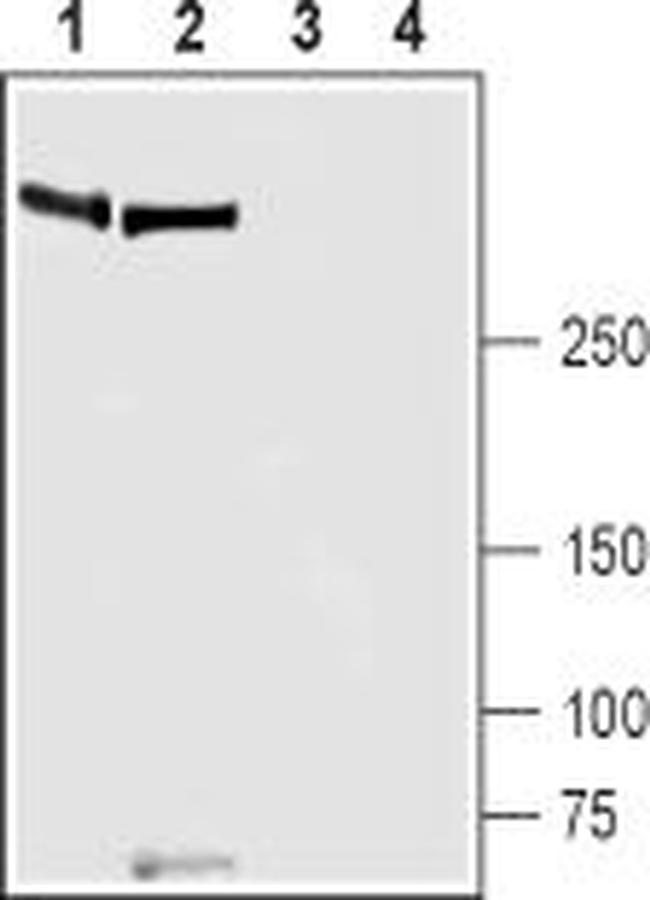 PIEZO1 ANTIBODY