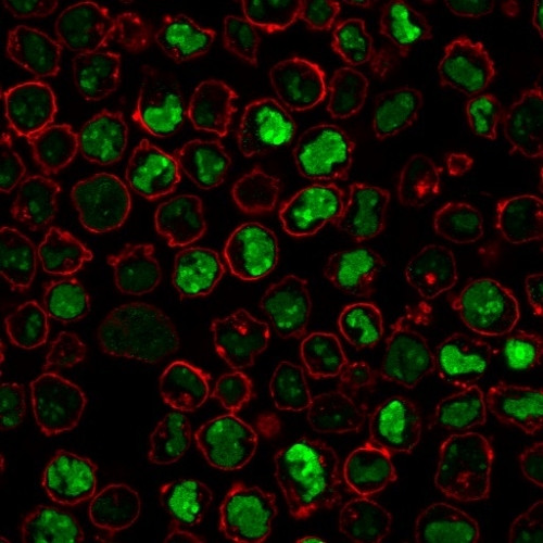 NUCLEOLIN (MARKER OF HUMAN CEL