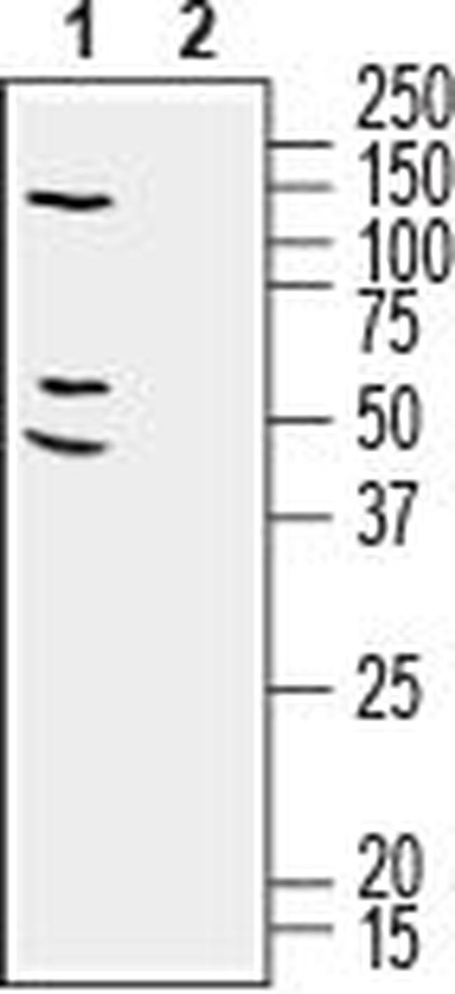 RIC3 ANTIBODY