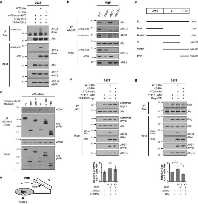 MCHERRY RAT MONOCLONALANTIBODY