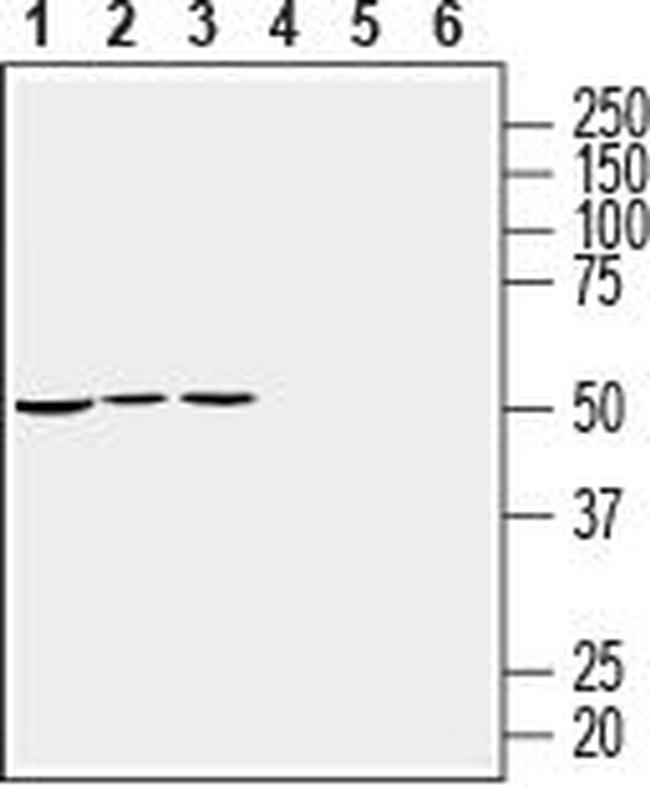 RIC3 ANTIBODY