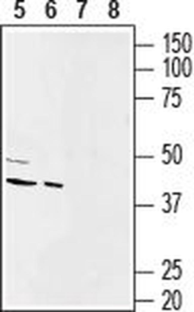 CONNEXIN-43 ANTIBODY
