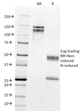 NUCLEOLIN (MARKER OF HUMAN CEL