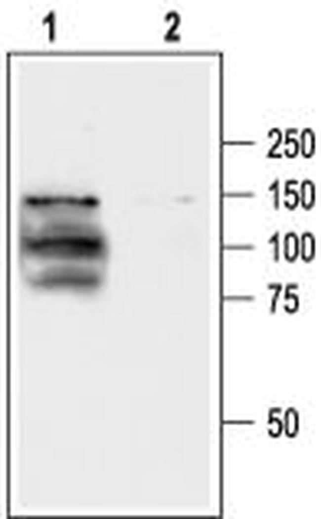 TRPV1 (VR1) ANTIBODY