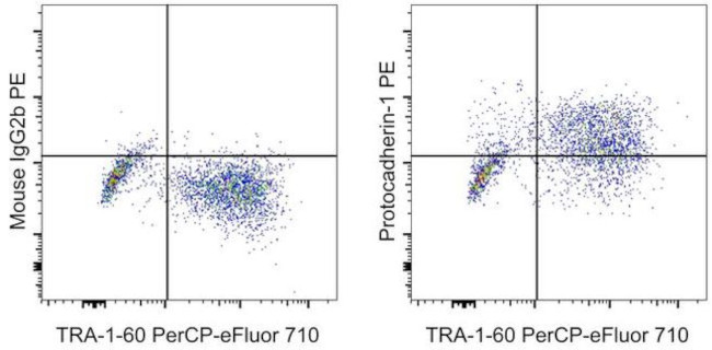 HU PCDH1 CSTEM31 PE MAB