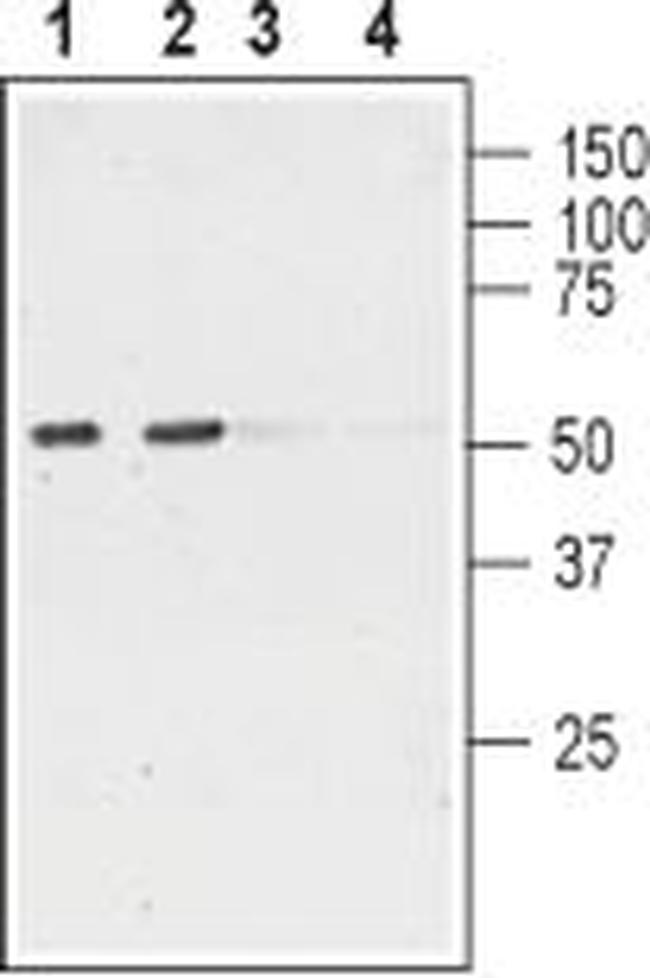 NICOTINIC ACETYLCHOLINE RECEPT