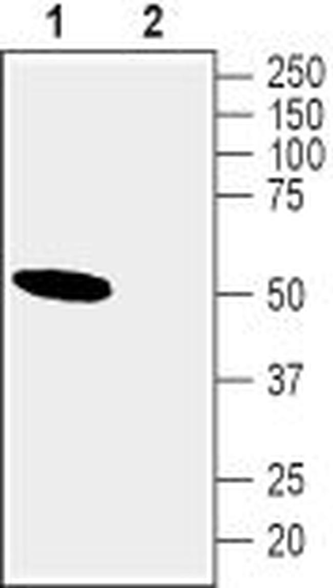 NICOTINIC ACETYLCHOLINE RECEPT