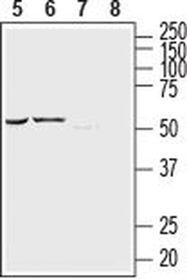 P2Y12 RECEPTOR (EXTRACELLULAR)