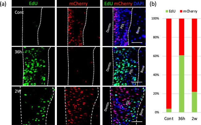 MCHERRY RAT MONOCLONALANTIBODY