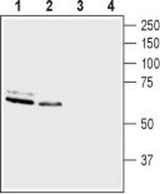 ASIC3 ANTIBODY