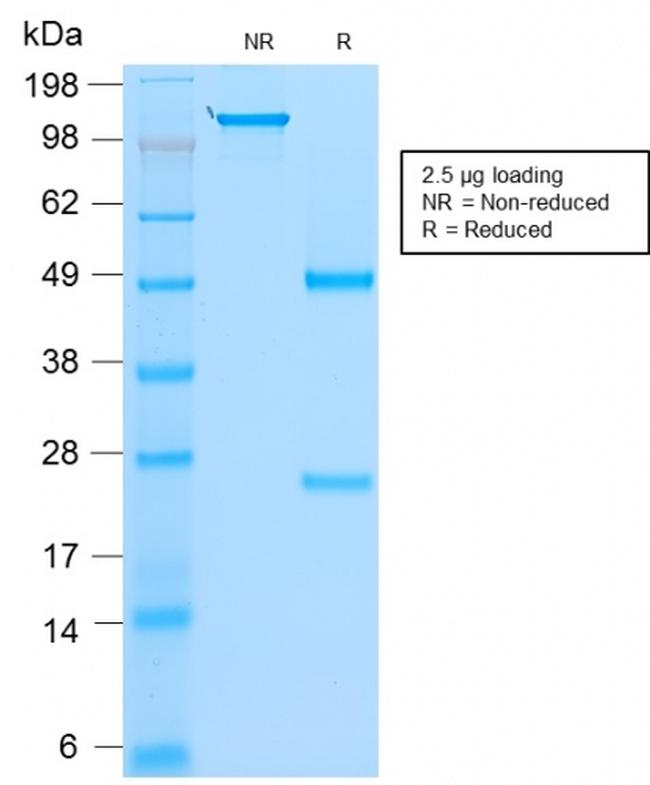 MYOD1