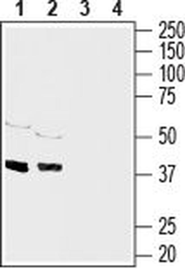 CONNEXIN-43 ANTIBODY