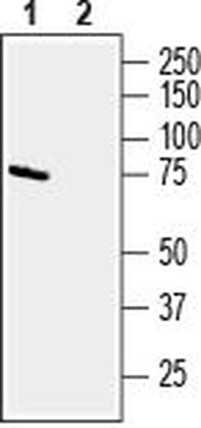 CD39 (EXTRACELLULAR) ANTIBODY