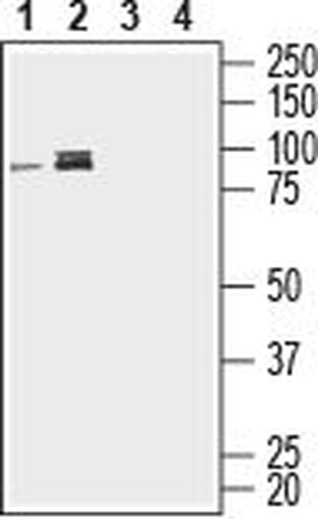 CD39 (EXTRACELLULAR) ANTIBODY