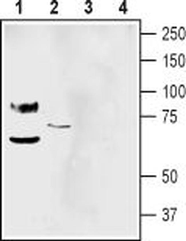 PAN ASIC (EXTRACELLULAR) ANTIB