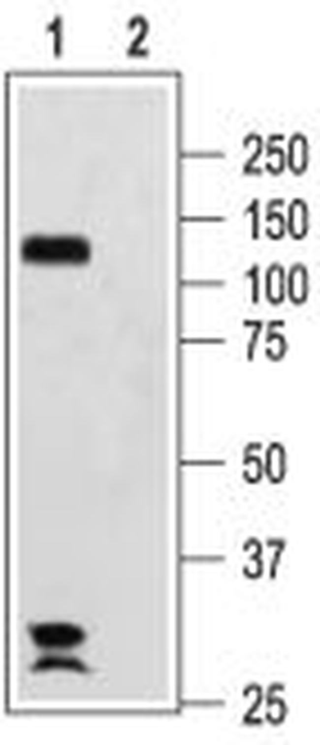 HCN2 ANTIBODY