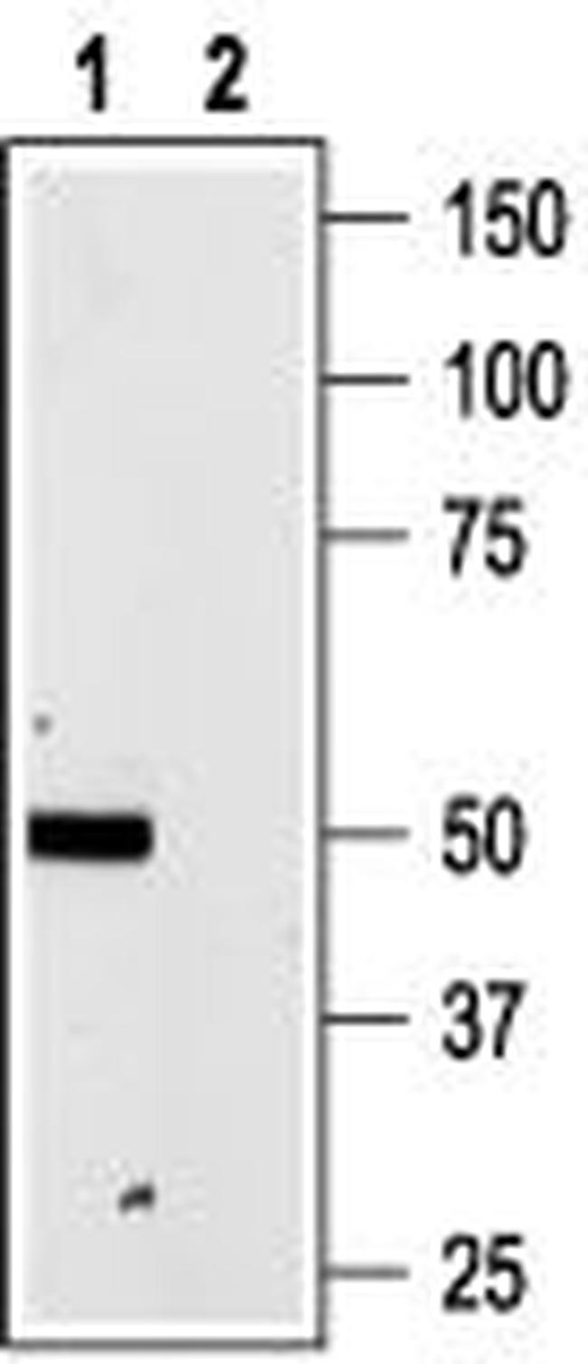 P2X4 RECEPTOR ANTIBODY