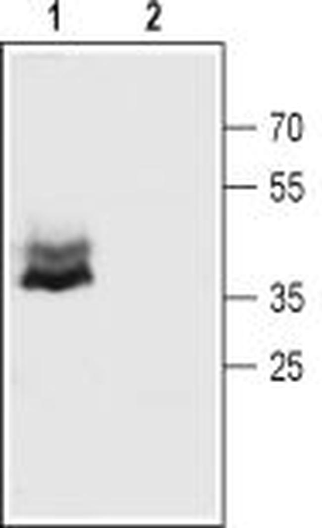 CONNEXIN-43 ANTIBODY