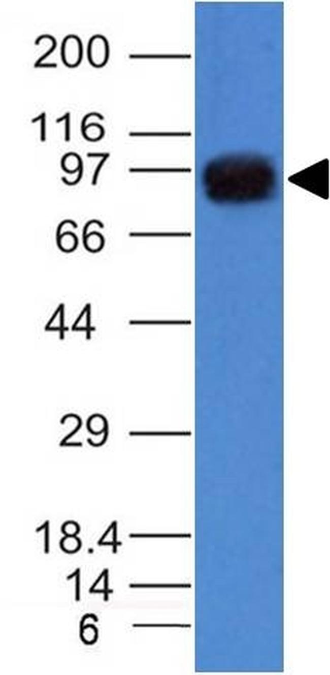 NUCLEOLIN