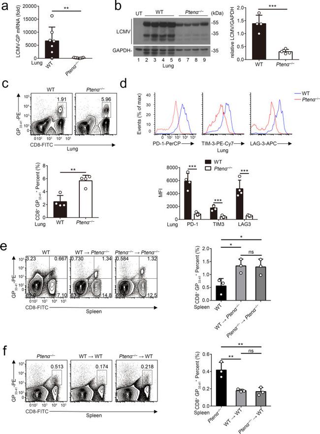MO CD366 RMT3-23 PE-CYN7 MAB