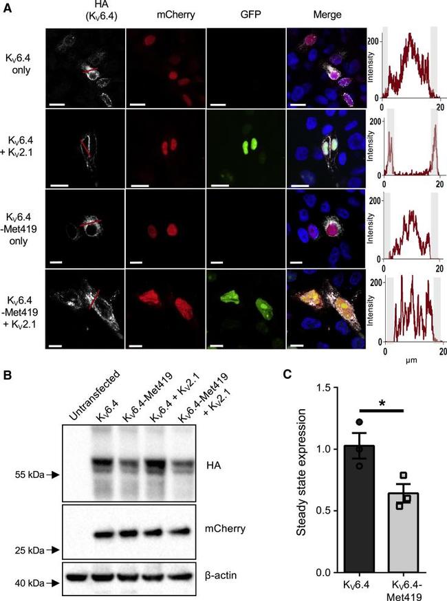 MCHERRY RAT MONOCLONALANTIBODY