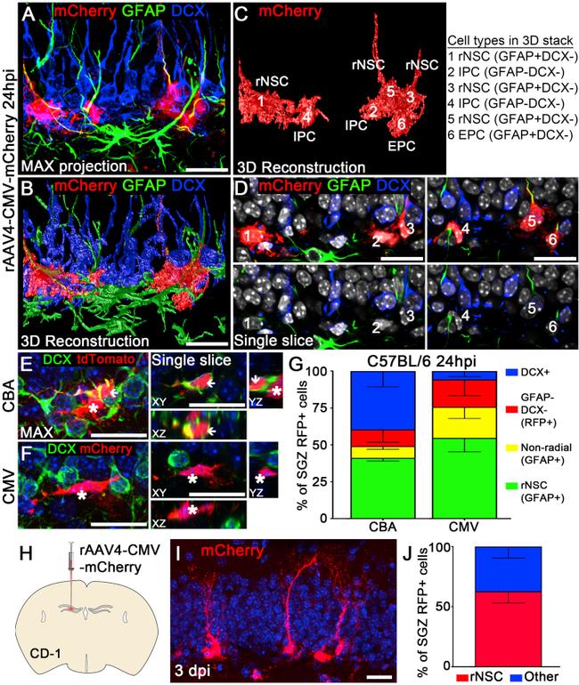MCHERRY RAT MONOCLONALANTIBODY