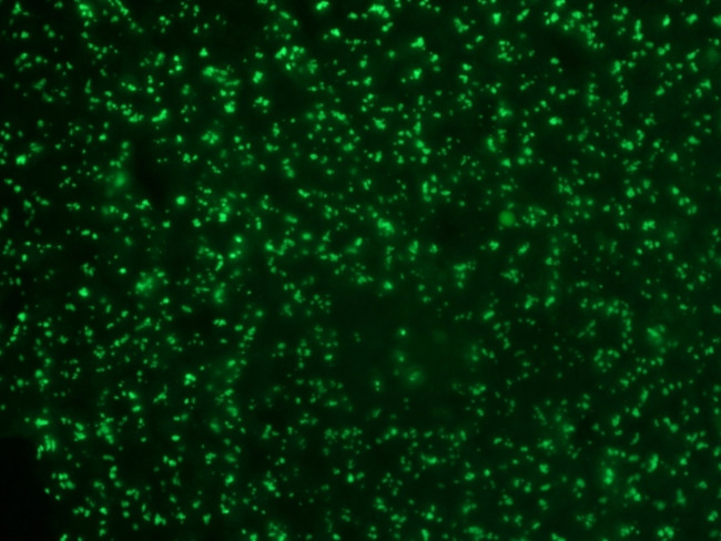 NUCLEOLIN (MARKER OF HUMAN CEL