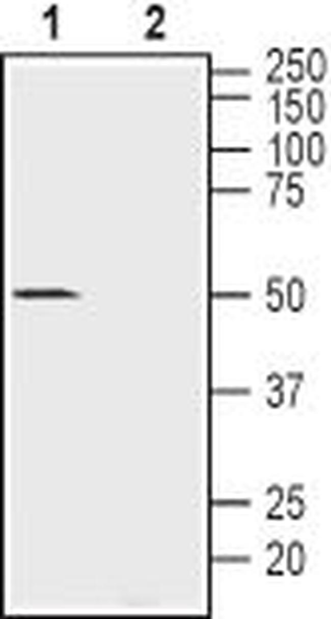 NICOTINIC ACETYLCHOLINE RECEPT