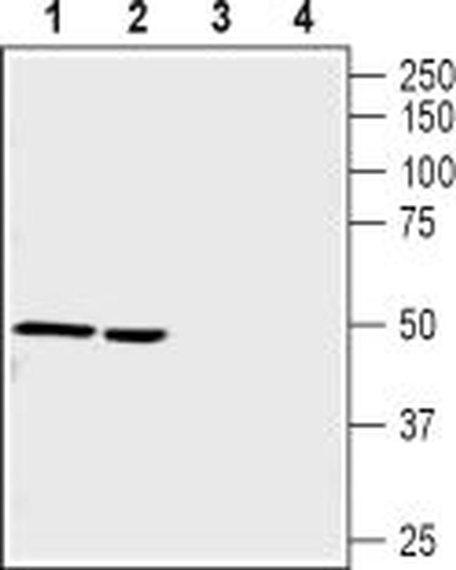 NICOTINIC ACETYLCHOLINE RECEPT