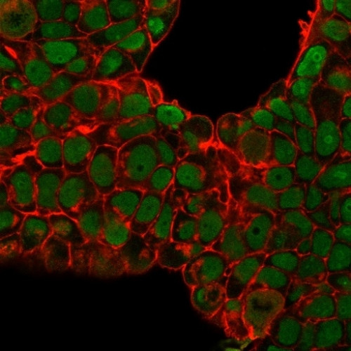 NUCLEOLIN (MARKER OF HUMAN CEL