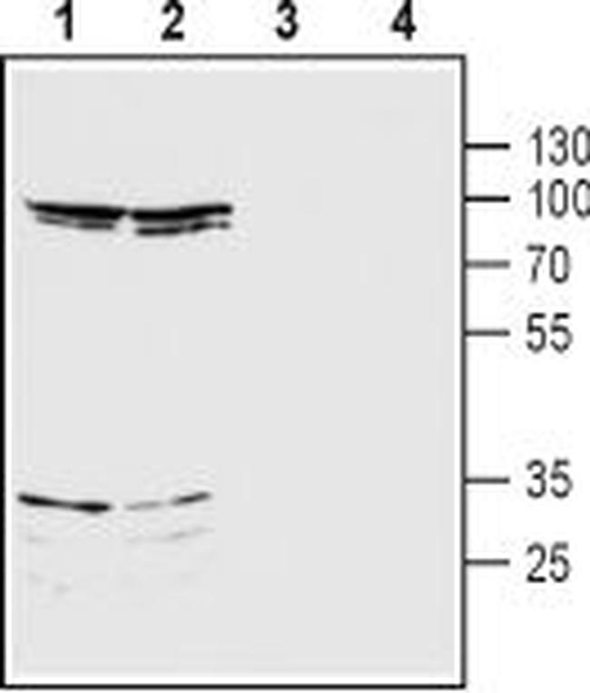 NMDAR3B (GRIN3B) (EXTRACELLULA