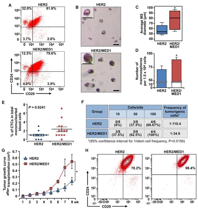 ANTI-PAN CYTOKERATIN AF488 MAB