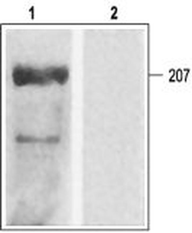 CAV1.2A (CACNA1C) ANTIBODY