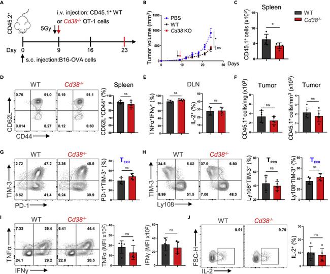 MO CD366 RMT3-23 PE-CYN7 MAB