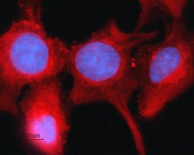 CONNEXIN-43 ANTIBODY