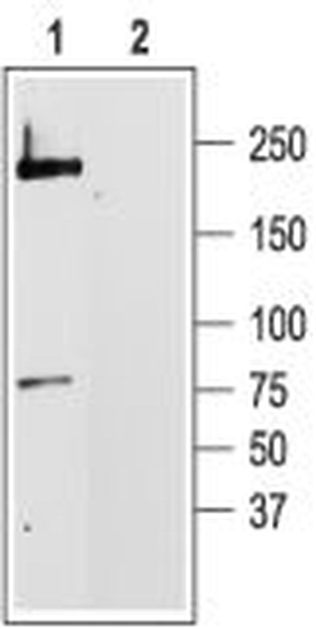 CAV1.2 (CACNA1C) ANTIBODY