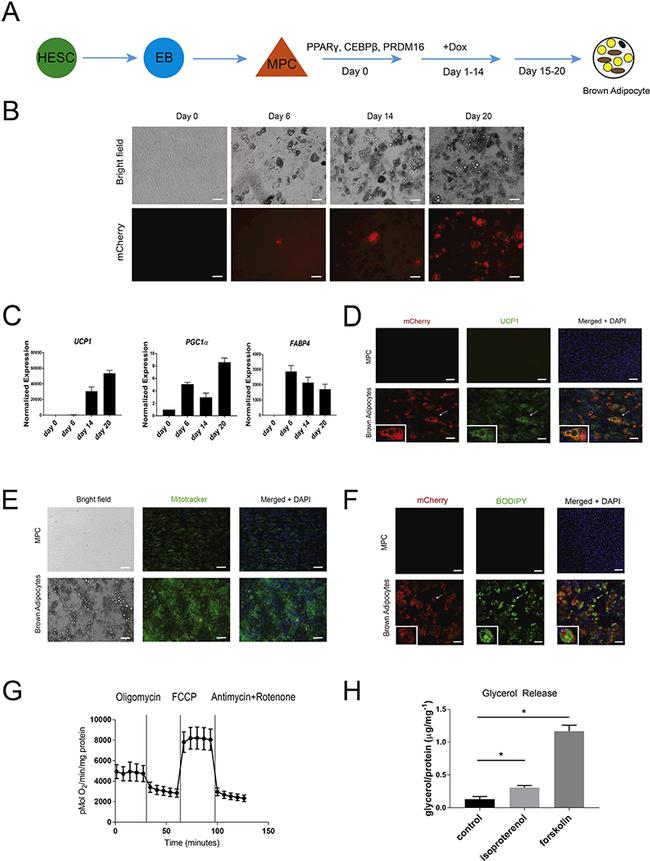 MCHERRY RAT MONOCLONALANTIBODY
